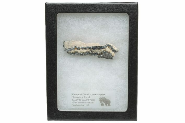 Mammoth Molar Slice with Case - South Carolina #230957